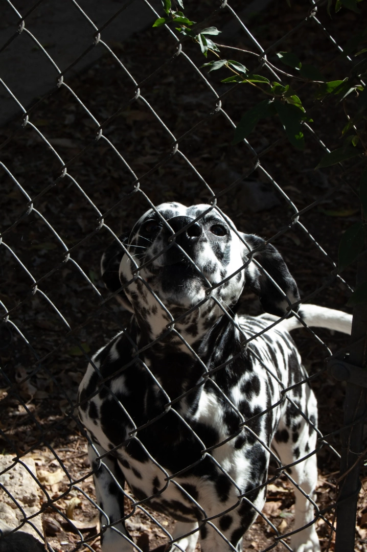 A dalmation barking through a chain-link fence.