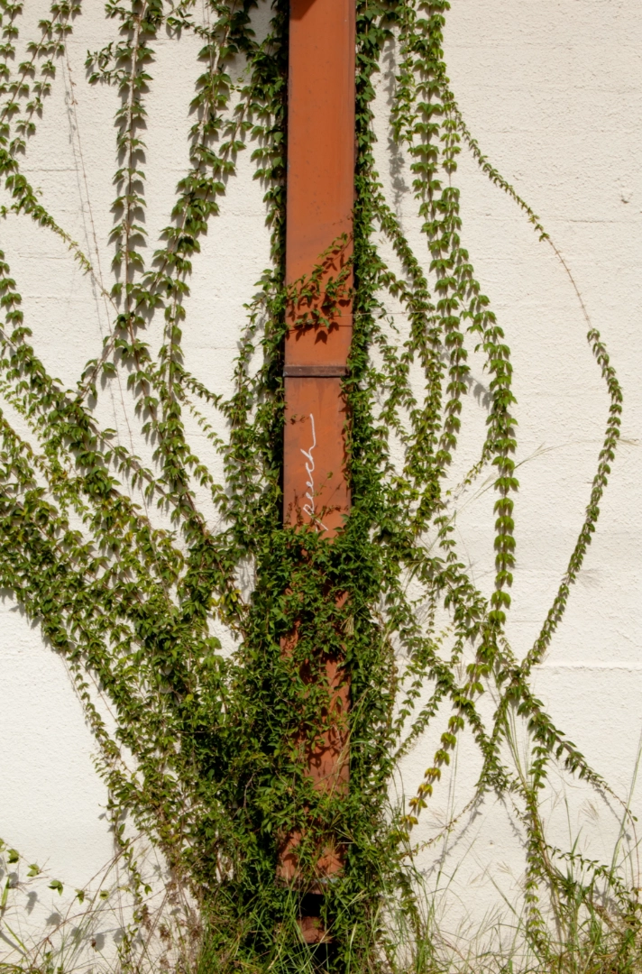 A rain gutter with "peach" graffitied on it overgrown with vines.