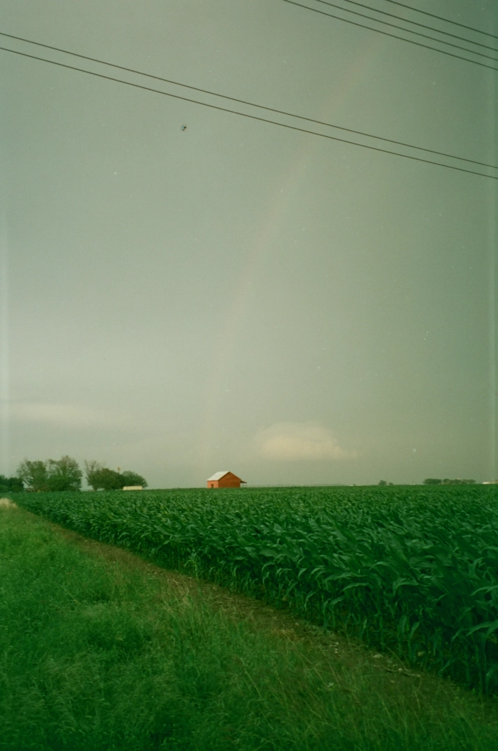 A rainbow over a red barn in a green corn field.