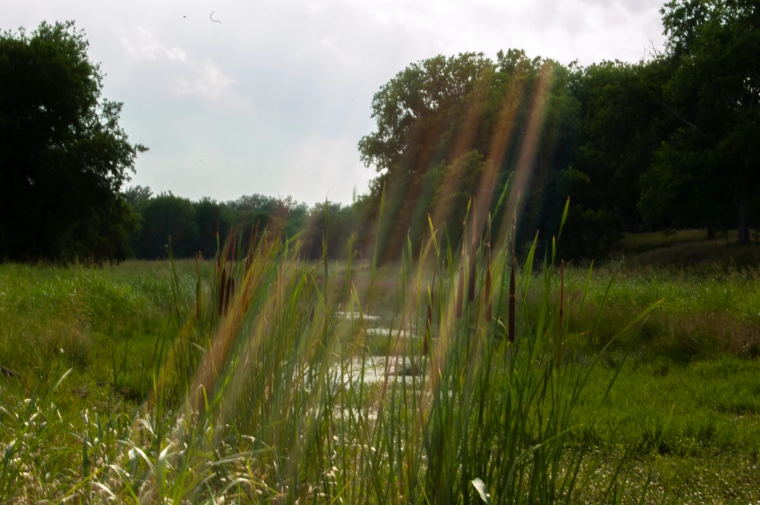 Sun rays shining through cat tails.