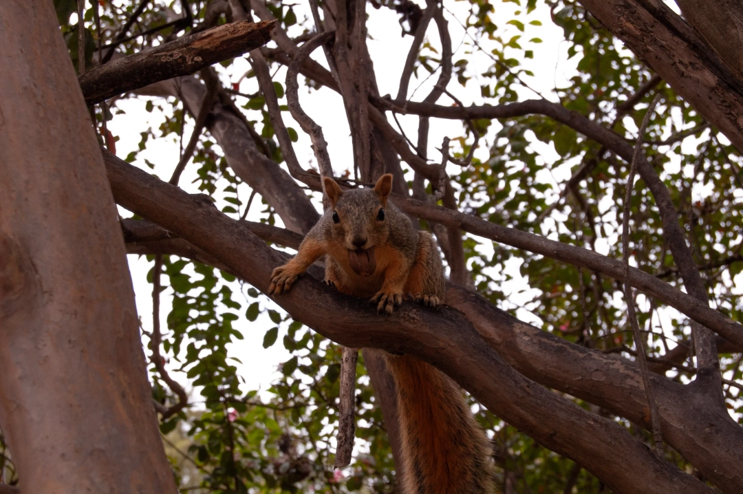 A squirrel.