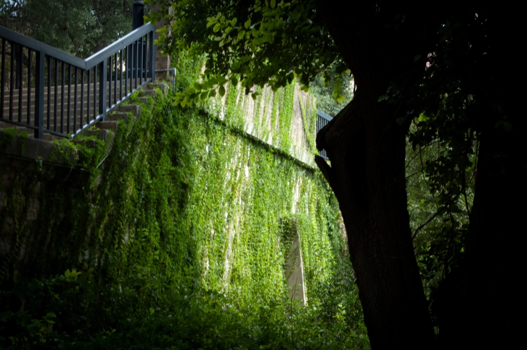 A wall with vines.